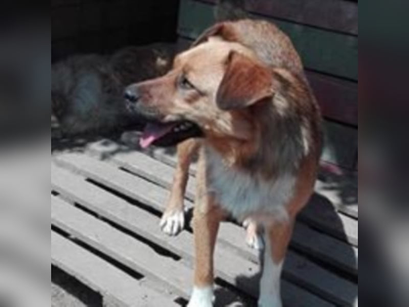 Hübscher „Pino“ wartet auf Menschen mit Herz !!!