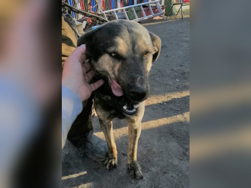 Jaro – aus einer rumänischen Tötung gerettet, 1,5 Jahre alt