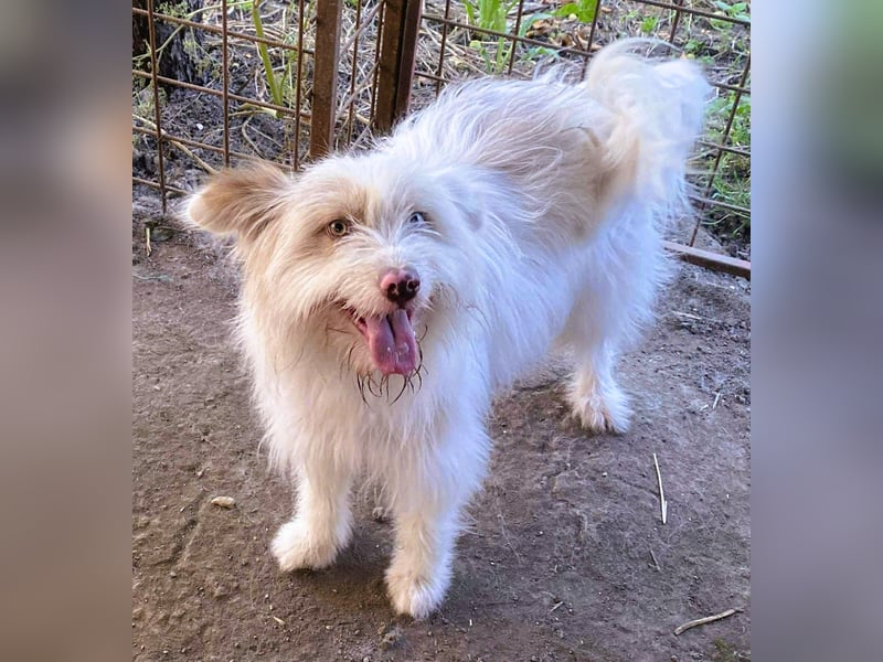 Wuscheltraum Berti – ist ein toller Schatz und so orginell