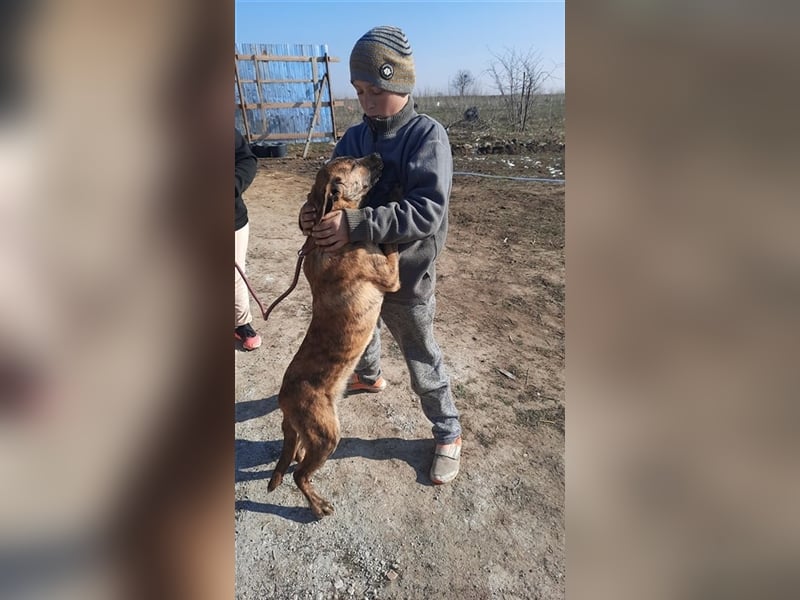 Toto – wunderschöner Hundejunge, 1 Jahr alt