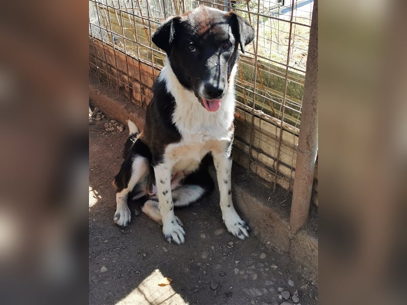 Kinga – 3 Jahre – liebenswertes Hundemädchen sucht Ihre Familie