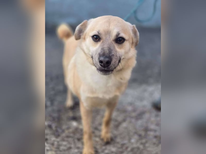 Nuri – toller Hundejunge wartet sehnsüchtig auf ein zu Hause