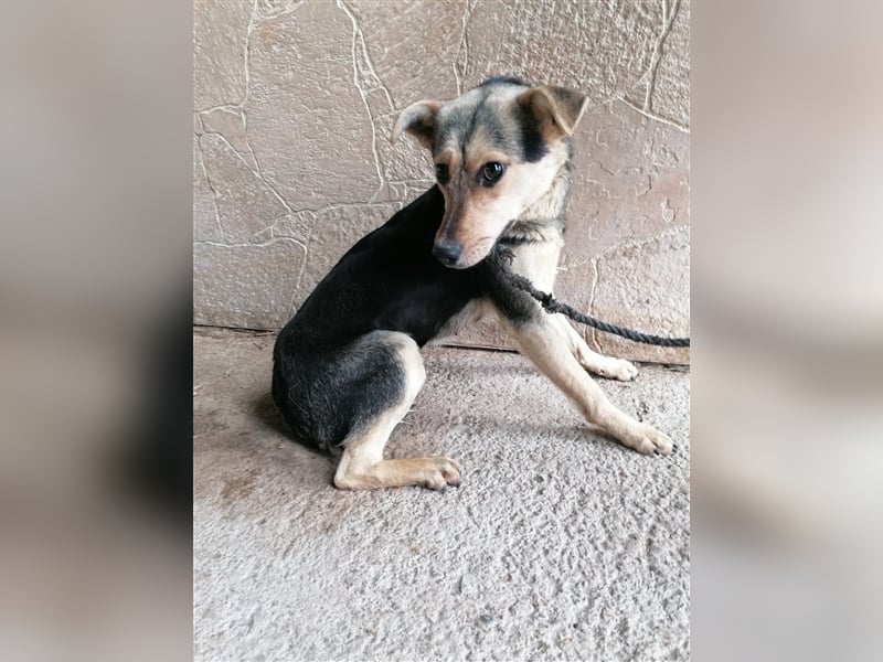 Lotta – schüchtern und zauberhaft, 1,5 Jahre alt