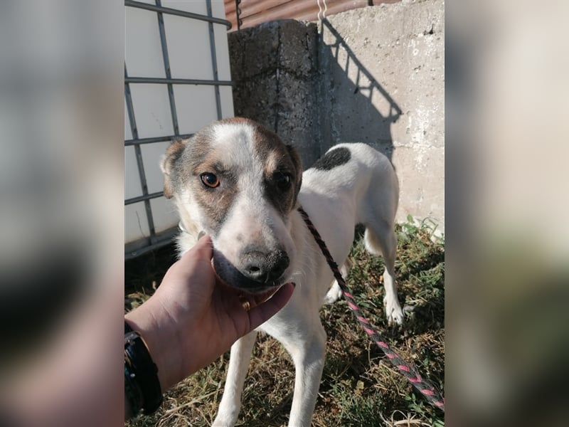 Dachos – auf der Suche nach besonderen Menschen