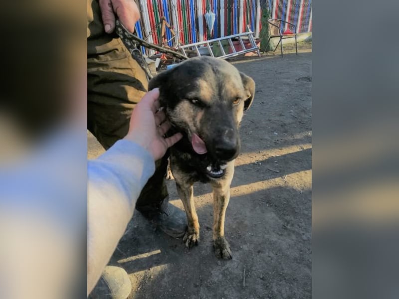 Jaro – aus einer rumänischen Tötung gerettet, 1,5 Jahre alt