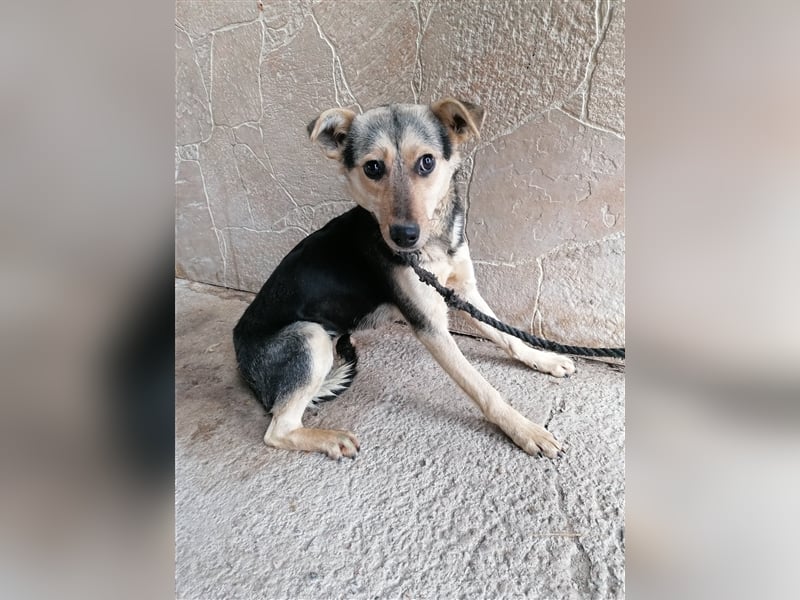 Lotta – schüchtern und zauberhaft, 1,5 Jahre alt