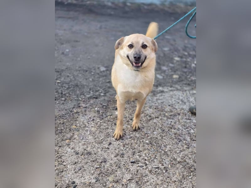 Nuri – toller Hundejunge wartet sehnsüchtig auf ein zu Hause