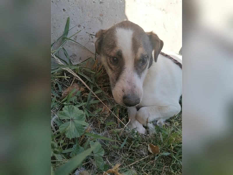 Dachos – auf der Suche nach besonderen Menschen