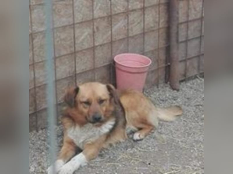 Hübscher „Pino“ wartet auf Menschen mit Herz !!!