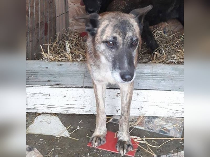 Dana sucht ihre Familie