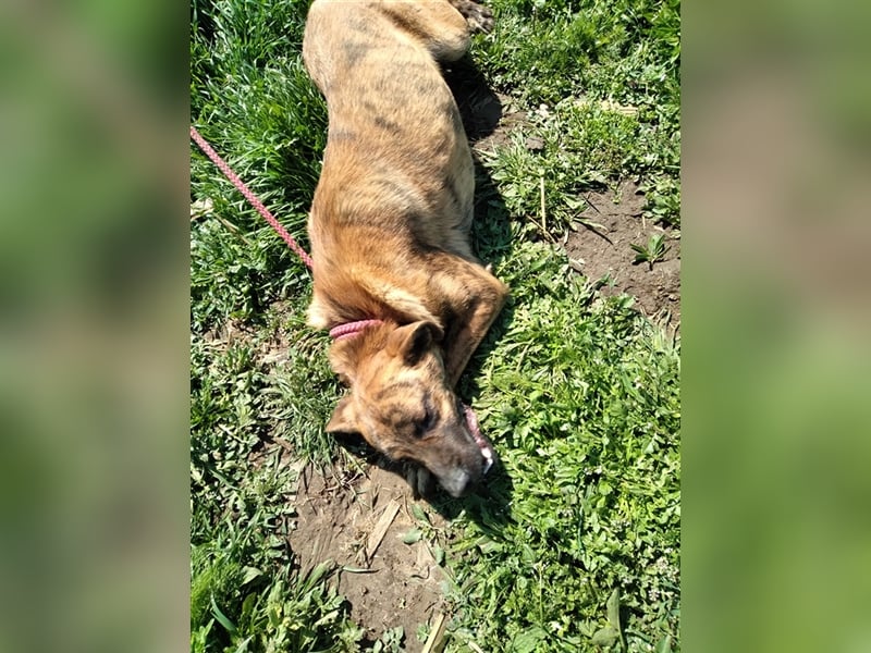 Toto – wunderschöner Hundejunge, 1 Jahr alt