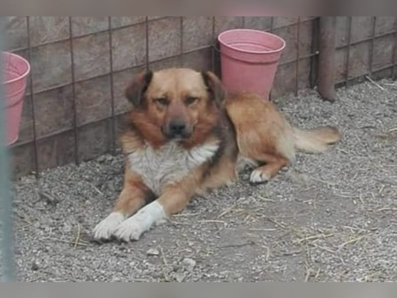 Hübscher „Pino“ wartet auf Menschen mit Herz !!!