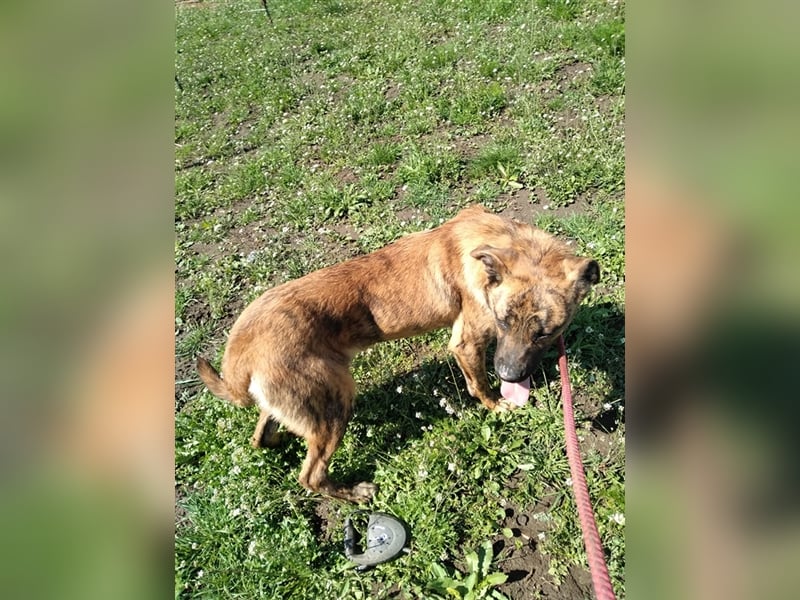 Toto – wunderschöner Hundejunge, 1 Jahr alt