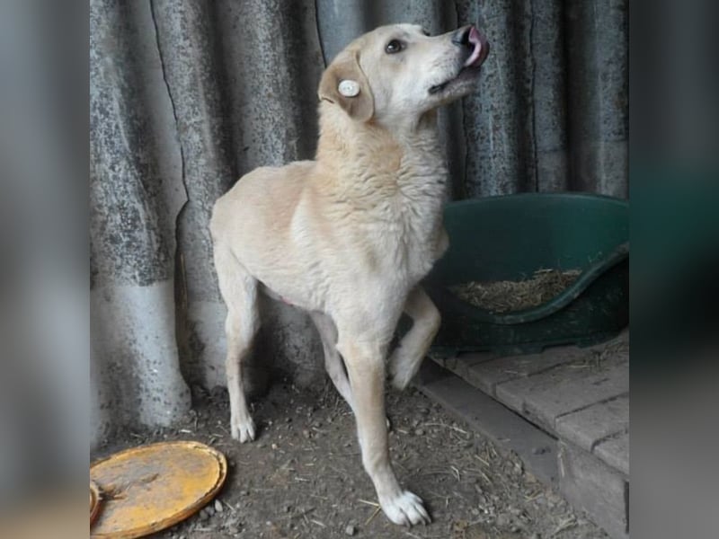 Sammy sucht seine Familie