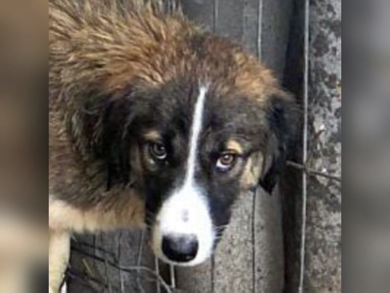 Angsthäschen Emily sucht ihre Familie