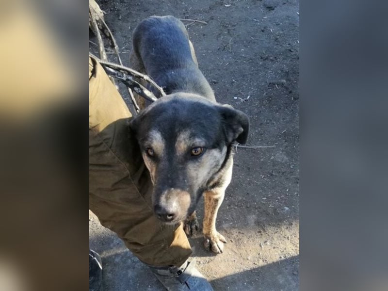 Jaro – aus einer rumänischen Tötung gerettet, 1,5 Jahre alt