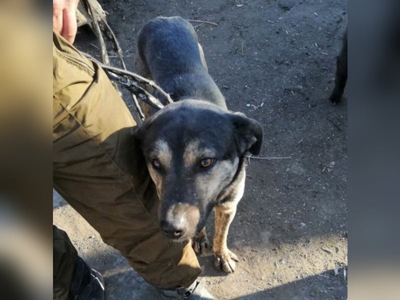 Jaro – aus einer rumänischen Tötung gerettet, 1,5 Jahre alt