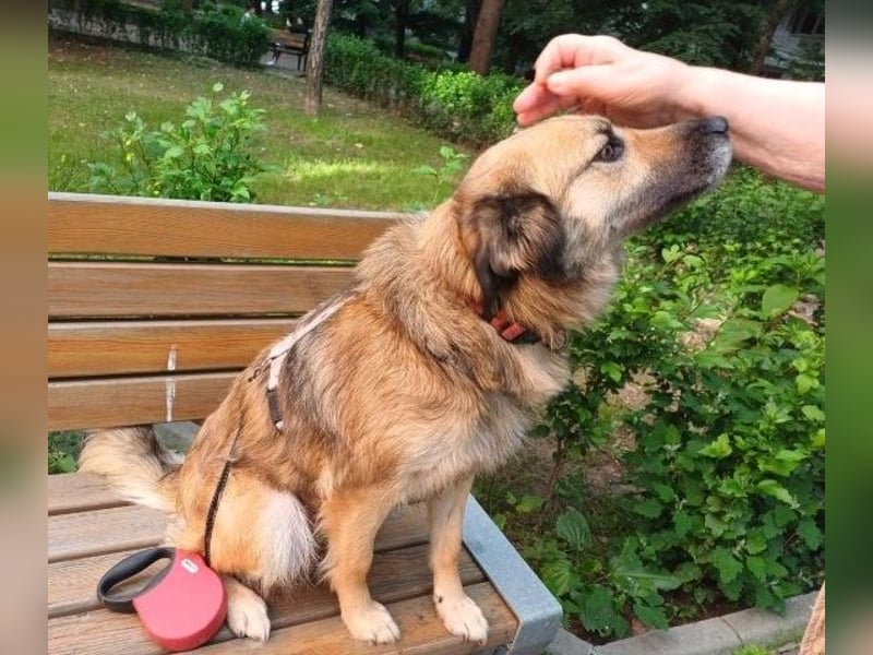 Maya aus Rumänien - wer rettet sie jetzt vor dem Shelter?