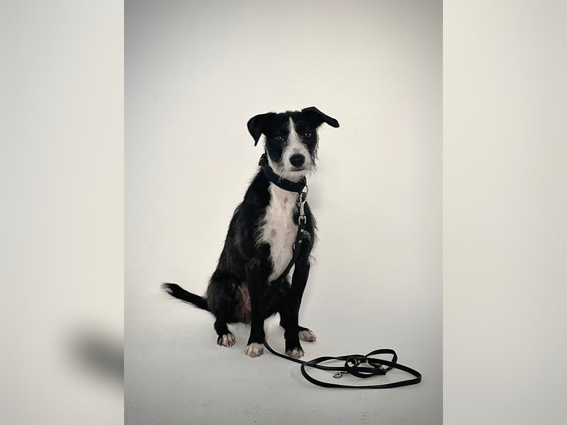 FYNN braucht ein neues, liebevolles Zuhause