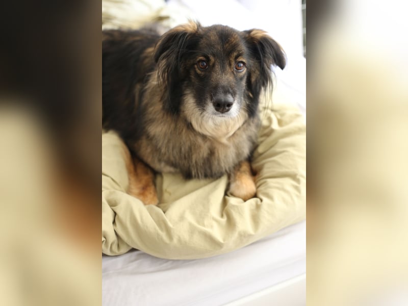 Freundlicher Rüde BAVIN sucht ein neues Zuhause!