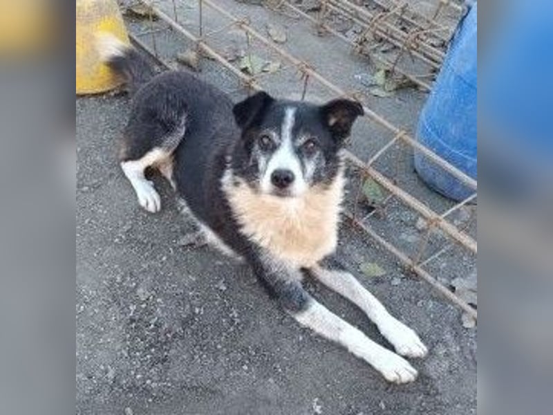 Braver Senior Florica - hat sein Zuhause verloren