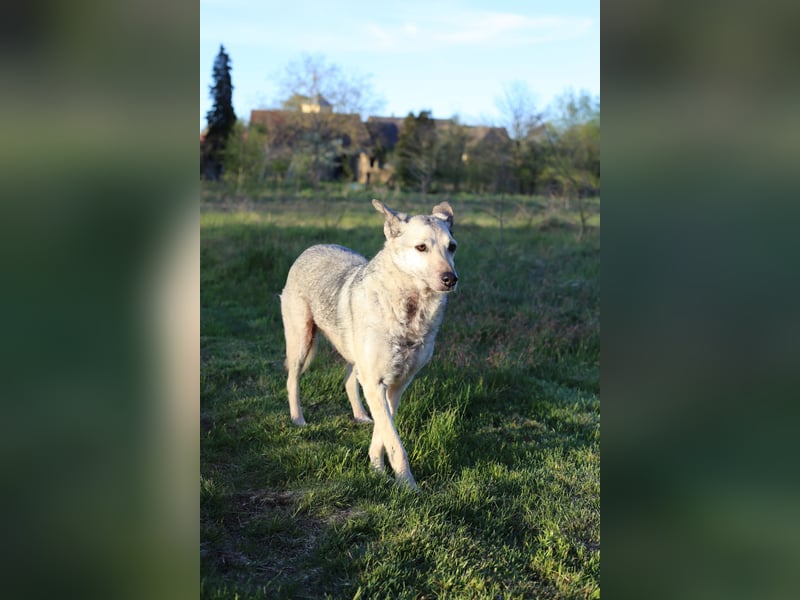 Dauerhafte Pflegestelle / Lebensplatz für Hündin LUCIA gesucht