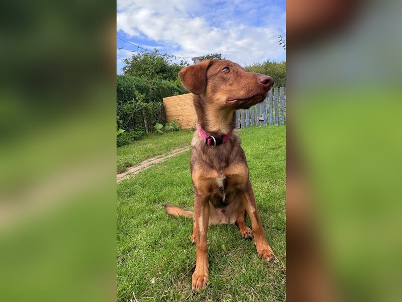 Lupo sucht ein Zuhause