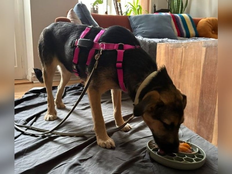 YUNA - zuckersüßes Hundemädchen sucht ihre Menschen