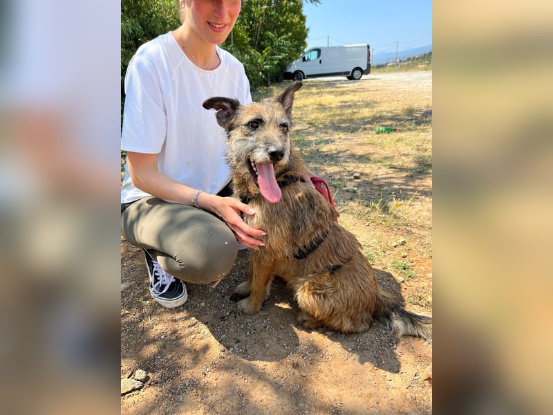 Milli, neugierige Terrier-Mix Hündin auf Heimatsuche