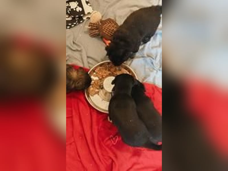 Snoopy Kleiner Mix, Rüde, * 14-03-2025