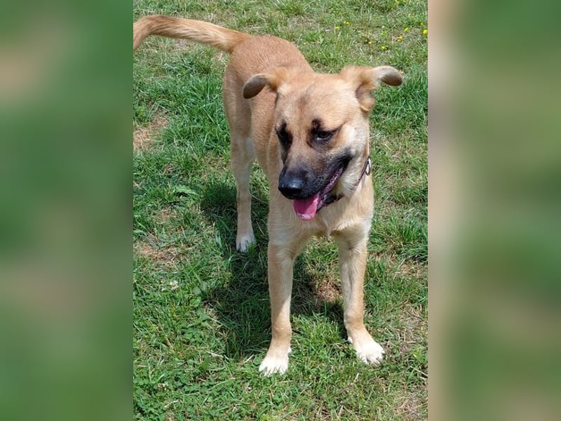 Toffi - freundliches Findelkind - einfach ausgesetzt