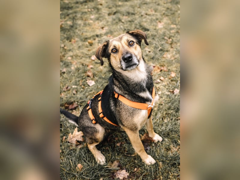 Liebe, kluge Inoa sucht ihre Familie