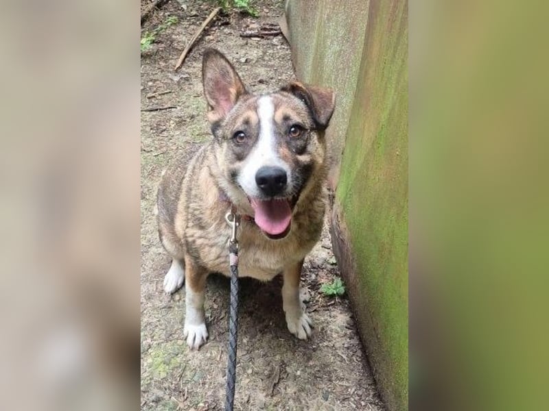 Hübscher Rohdiamant Golo - will noch viel lernen
