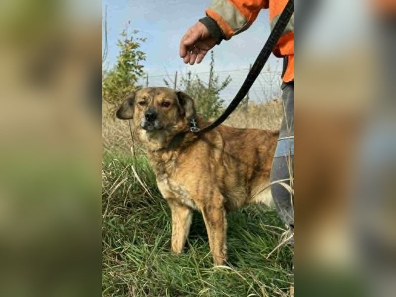 Rico - ein lieber Pechvogel - findet er noch das Glück?