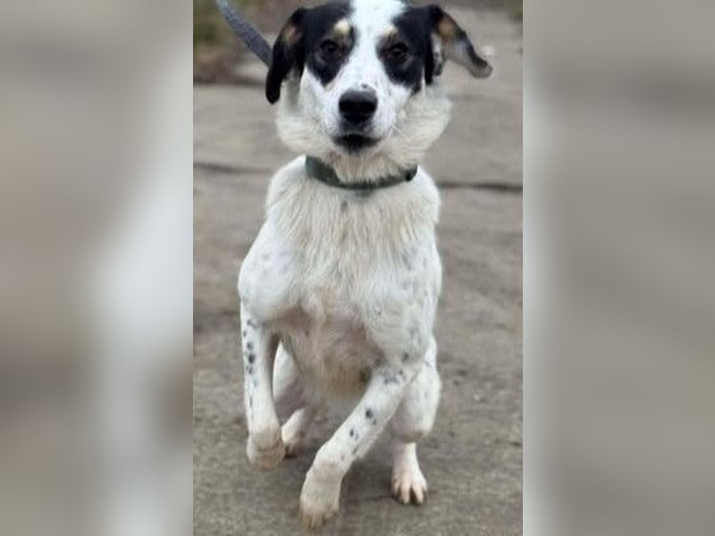 Laika will einfach nur geliebt werden