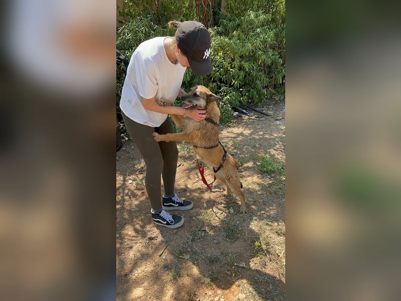 Milli, neugierige Terrier-Mix Hündin auf Heimatsuche