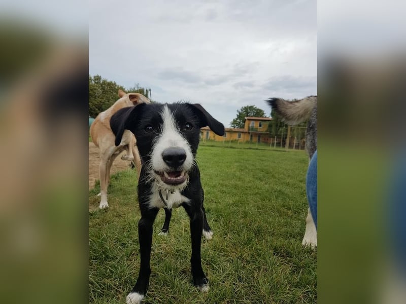 FYNN braucht ein neues, liebevolles Zuhause