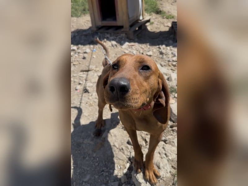 Bubica , Lebensfreude trifft Kuschelbedürfnis