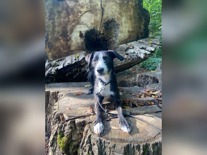 FYNN braucht ein neues, liebevolles Zuhause