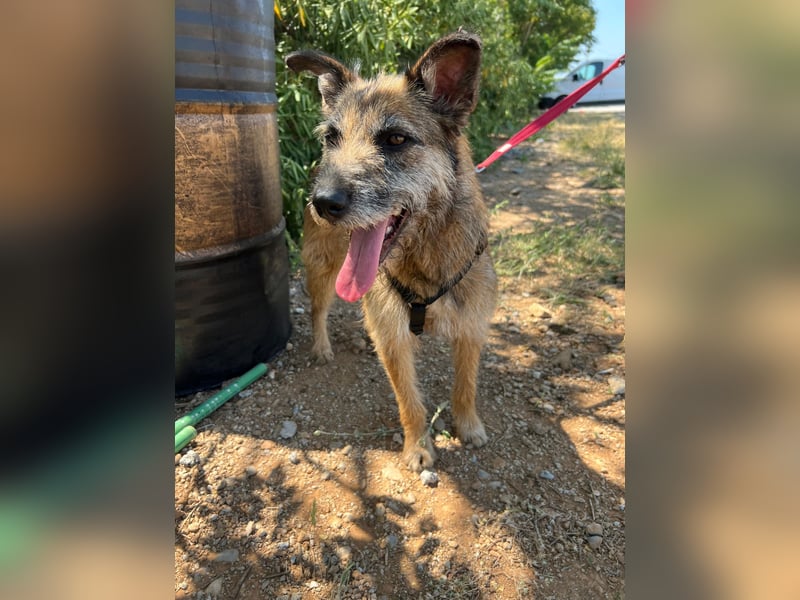 Milli, neugierige Terrier-Mix Hündin auf Heimatsuche