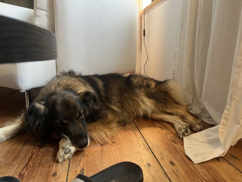 Unkomplizierter Rüde BAVIN sucht ein neues Zuhause!