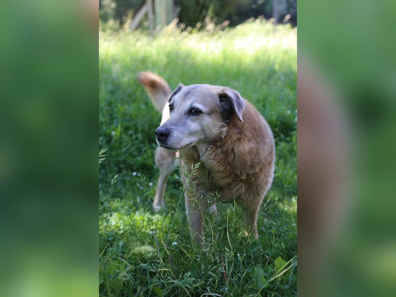 Dauerhafte Pflegestelle/Lebensplatz für Seniorin BUNI gesucht!