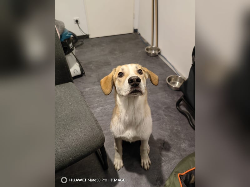 Zefir sucht dringend ein zu hause