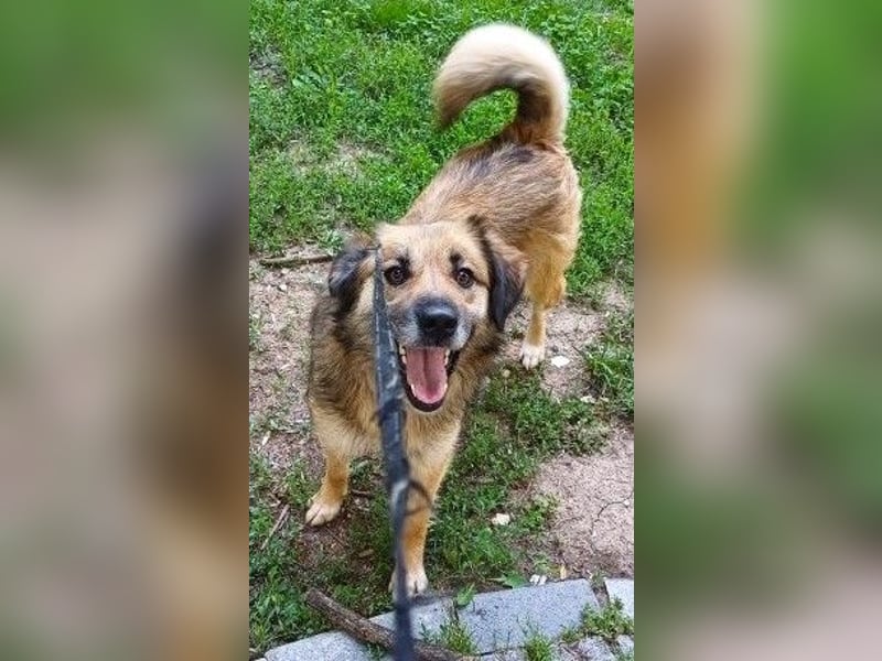 Maya aus Rumänien - wer rettet sie jetzt vor dem Shelter?
