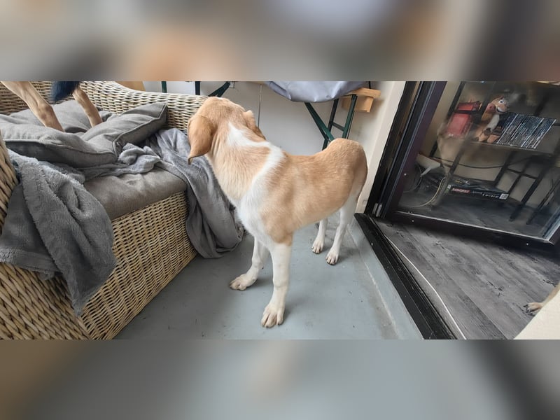 Zefir sucht dringend ein zu hause