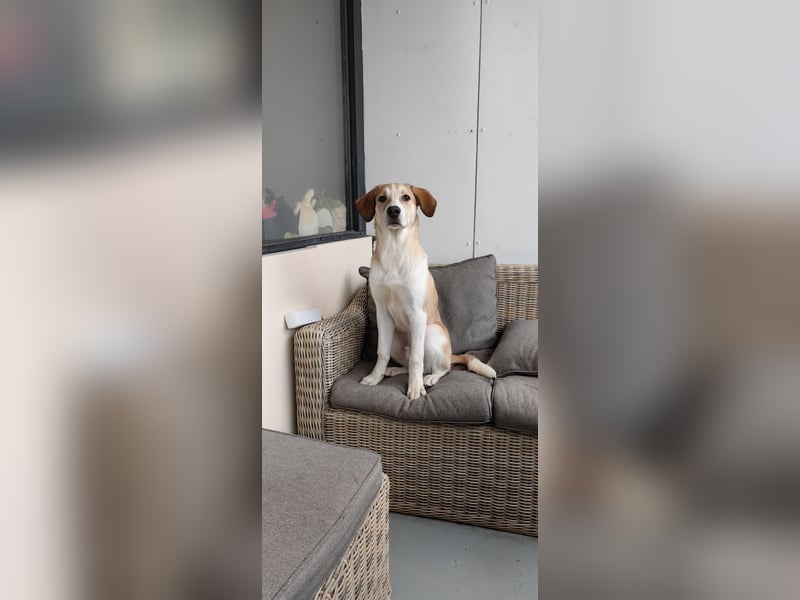 Zefir sucht dringend ein zu hause