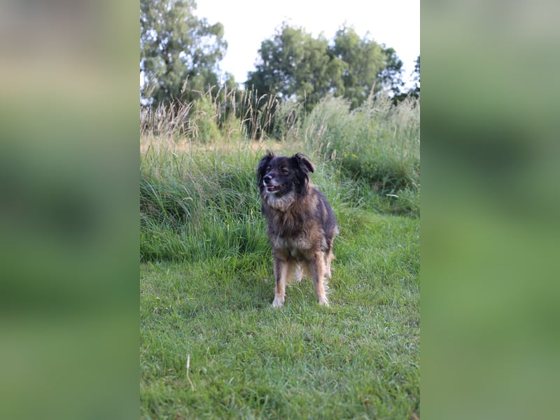 Freundlicher Rüde BAVIN sucht ein neues Zuhause!