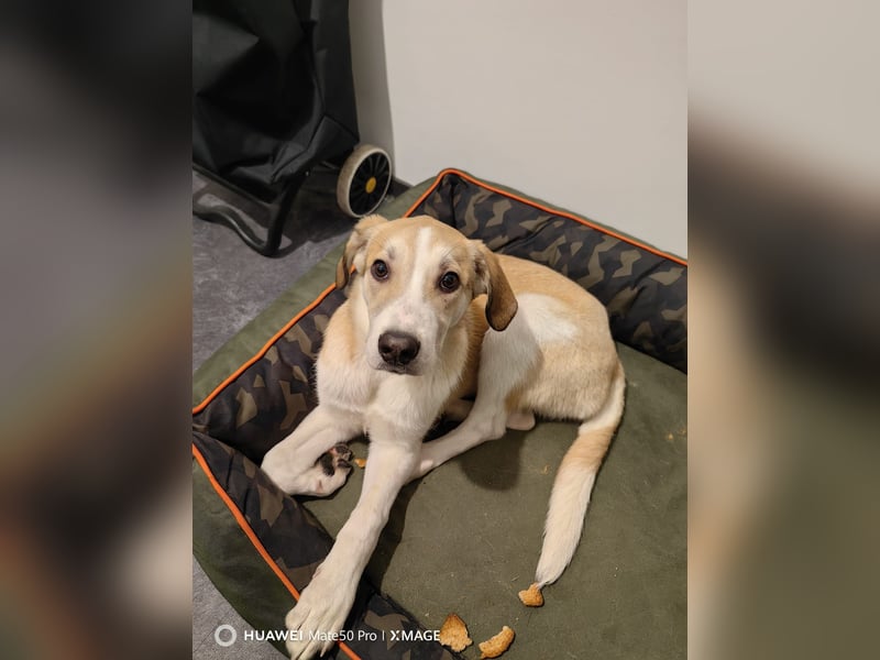 Zefir sucht dringend ein zu hause