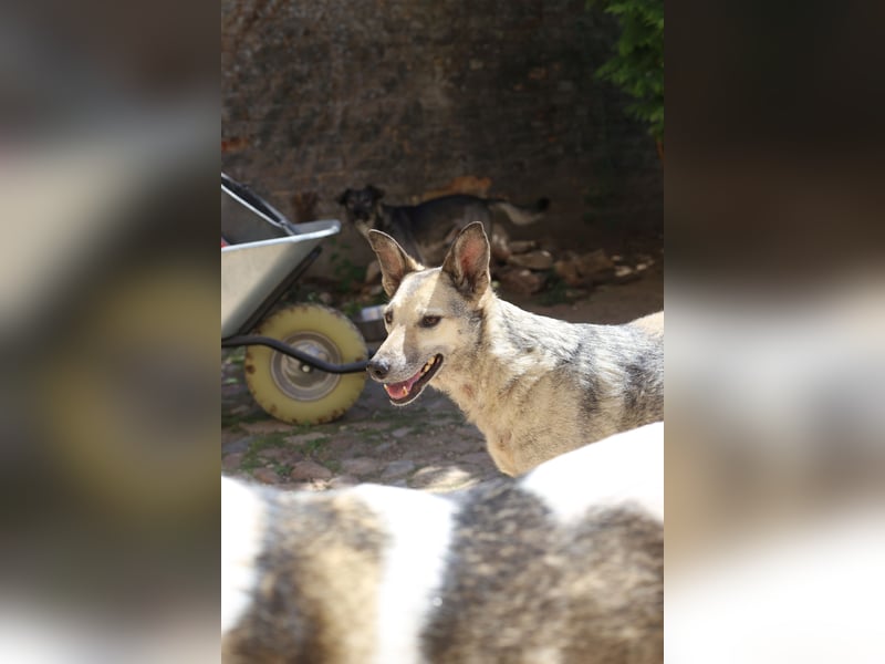 Dauerhafte Pflegestelle / Lebensplatz für Hündin LUCIA gesucht