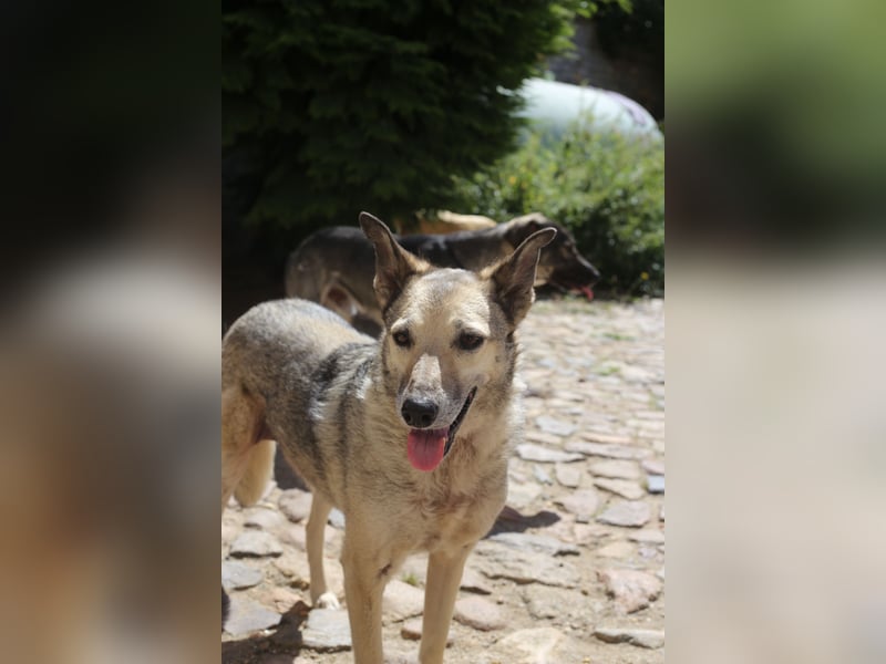 Dauerhafte Pflegestelle / Lebensplatz für Hündin LUCIA gesucht